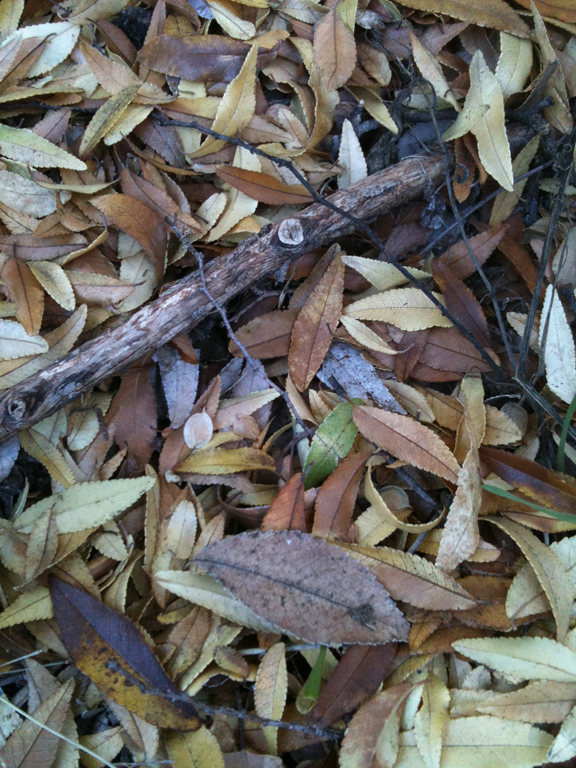 sticks and leaves